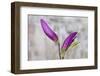 Magnolia, Blossoms, Buds, Magenta-Andrea Haase-Framed Photographic Print