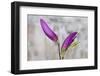 Magnolia, Blossoms, Buds, Magenta-Andrea Haase-Framed Photographic Print