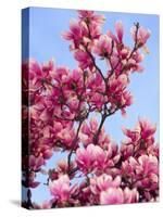 Magnolia Blossoms, Central Park, NY-Rudi Von Briel-Stretched Canvas