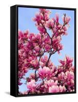 Magnolia Blossoms, Central Park, NY-Rudi Von Briel-Framed Stretched Canvas