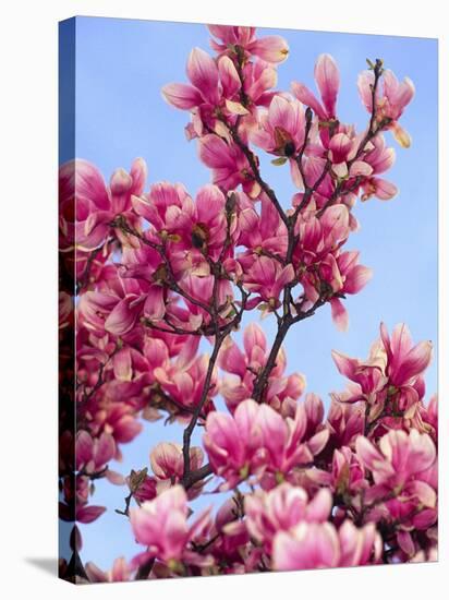 Magnolia Blossoms, Central Park, NY-Rudi Von Briel-Stretched Canvas