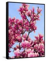 Magnolia Blossoms, Central Park, NY-Rudi Von Briel-Framed Stretched Canvas