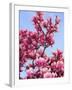 Magnolia Blossoms, Central Park, NY-Rudi Von Briel-Framed Premium Photographic Print