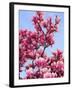 Magnolia Blossoms, Central Park, NY-Rudi Von Briel-Framed Premium Photographic Print