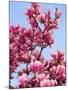 Magnolia Blossoms, Central Park, NY-Rudi Von Briel-Mounted Premium Photographic Print