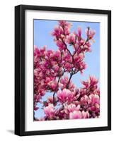 Magnolia Blossoms, Central Park, NY-Rudi Von Briel-Framed Photographic Print