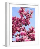 Magnolia Blossoms, Central Park, NY-Rudi Von Briel-Framed Photographic Print