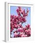 Magnolia Blossoms, Central Park, NY-Rudi Von Briel-Framed Photographic Print