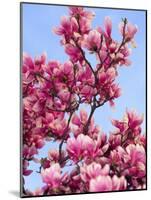 Magnolia Blossoms, Central Park, NY-Rudi Von Briel-Mounted Photographic Print