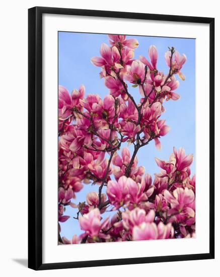 Magnolia Blossoms, Central Park, NY-Rudi Von Briel-Framed Photographic Print