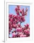 Magnolia Blossoms, Central Park, NY-Rudi Von Briel-Framed Photographic Print