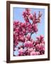 Magnolia Blossoms, Central Park, NY-Rudi Von Briel-Framed Photographic Print