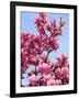 Magnolia Blossoms, Central Park, NY-Rudi Von Briel-Framed Photographic Print