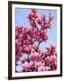 Magnolia Blossoms, Central Park, NY-Rudi Von Briel-Framed Photographic Print