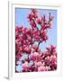 Magnolia Blossoms, Central Park, NY-Rudi Von Briel-Framed Photographic Print