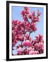 Magnolia Blossoms, Central Park, NY-Rudi Von Briel-Framed Photographic Print
