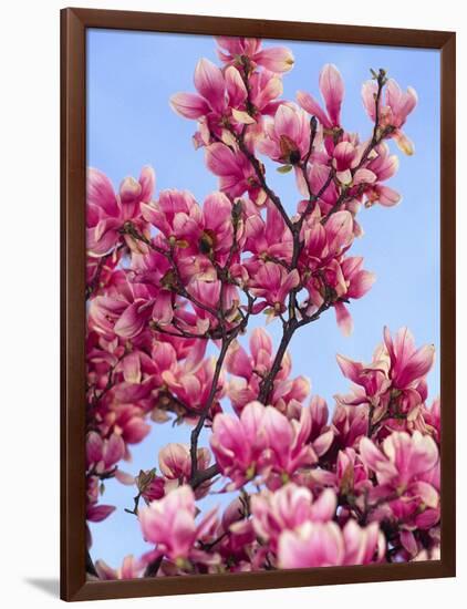 Magnolia Blossoms, Central Park, NY-Rudi Von Briel-Framed Photographic Print