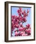 Magnolia Blossoms, Central Park, NY-Rudi Von Briel-Framed Premium Photographic Print