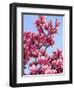 Magnolia Blossoms, Central Park, NY-Rudi Von Briel-Framed Premium Photographic Print