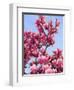 Magnolia Blossoms, Central Park, NY-Rudi Von Briel-Framed Premium Photographic Print