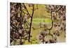 Magnolia Blossoms, Crystal Springs Garden, Portland, Oregon, Usa-Michel Hersen-Framed Photographic Print