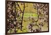 Magnolia Blossoms, Crystal Springs Garden, Portland, Oregon, Usa-Michel Hersen-Framed Photographic Print