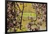 Magnolia Blossoms, Crystal Springs Garden, Portland, Oregon, Usa-Michel Hersen-Framed Photographic Print