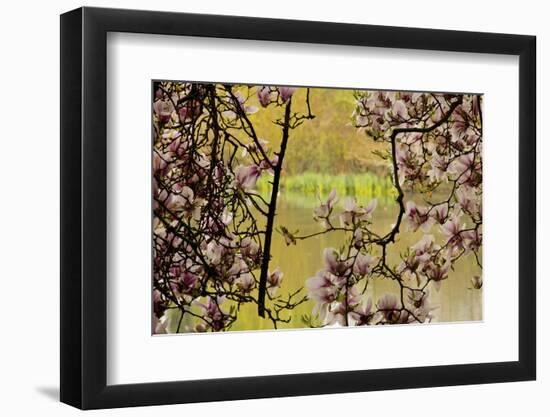 Magnolia Blossoms, Crystal Springs Garden, Portland, Oregon, Usa-Michel Hersen-Framed Photographic Print