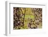 Magnolia Blossoms, Crystal Springs Garden, Portland, Oregon, Usa-Michel Hersen-Framed Photographic Print