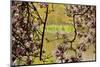Magnolia Blossoms, Crystal Springs Garden, Portland, Oregon, Usa-Michel Hersen-Mounted Photographic Print