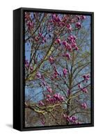Magnolia Blossoms, Oregon Garden, Silverton, Oregon, Usa-Michel Hersen-Framed Stretched Canvas