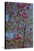 Magnolia Blossoms, Oregon Garden, Silverton, Oregon, Usa-Michel Hersen-Stretched Canvas