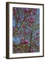 Magnolia Blossoms, Oregon Garden, Silverton, Oregon, Usa-Michel Hersen-Framed Photographic Print