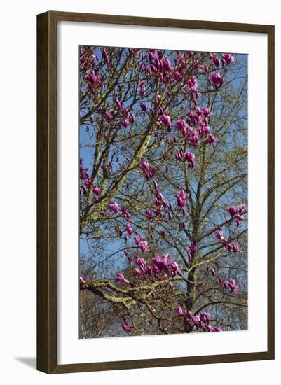 Magnolia Blossoms, Oregon Garden, Silverton, Oregon, Usa-Michel Hersen-Framed Photographic Print