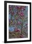 Magnolia Blossoms, Oregon Garden, Silverton, Oregon, Usa-Michel Hersen-Framed Photographic Print