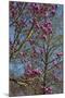 Magnolia Blossoms, Oregon Garden, Silverton, Oregon, Usa-Michel Hersen-Mounted Photographic Print