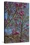 Magnolia Blossoms, Oregon Garden, Silverton, Oregon, Usa-Michel Hersen-Stretched Canvas