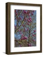 Magnolia Blossoms, Oregon Garden, Silverton, Oregon, Usa-Michel Hersen-Framed Photographic Print