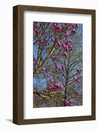 Magnolia Blossoms, Oregon Garden, Silverton, Oregon, Usa-Michel Hersen-Framed Photographic Print