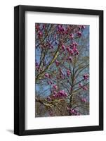 Magnolia Blossoms, Oregon Garden, Silverton, Oregon, Usa-Michel Hersen-Framed Photographic Print