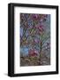 Magnolia Blossoms, Oregon Garden, Silverton, Oregon, Usa-Michel Hersen-Framed Photographic Print