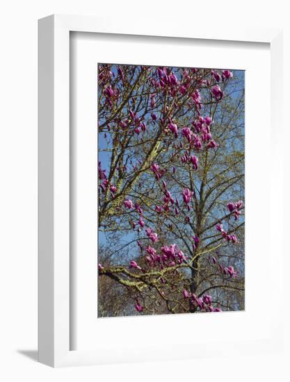 Magnolia Blossoms, Oregon Garden, Silverton, Oregon, Usa-Michel Hersen-Framed Photographic Print