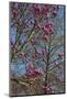 Magnolia Blossoms, Oregon Garden, Silverton, Oregon, Usa-Michel Hersen-Mounted Photographic Print