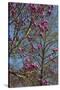 Magnolia Blossoms, Oregon Garden, Silverton, Oregon, Usa-Michel Hersen-Stretched Canvas