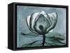 Magnolia Blues 2-Albert Koetsier-Framed Stretched Canvas