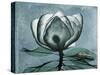 Magnolia Blues 2-Albert Koetsier-Stretched Canvas