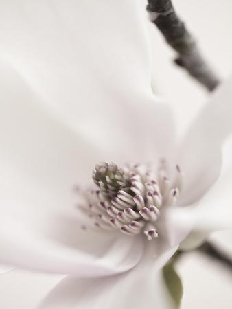 https://imgc.allpostersimages.com/img/posters/magnolia-blush-ii_u-L-Q1IIN7E0.jpg?artPerspective=n