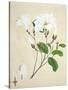 Magnolia, c.1800-40-null-Stretched Canvas