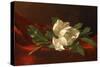 Magnolia, C.1885-95-Martin Johnson Heade-Stretched Canvas