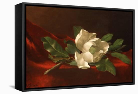 Magnolia, C.1885-95-Martin Johnson Heade-Framed Stretched Canvas